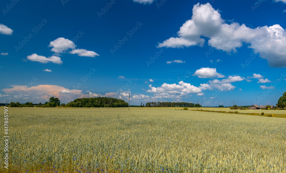 Agricultural landscape with ripening wheat field and beautiful cumulus clouds 