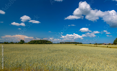 Agricultural landscape with ripening wheat field and beautiful cumulus clouds 