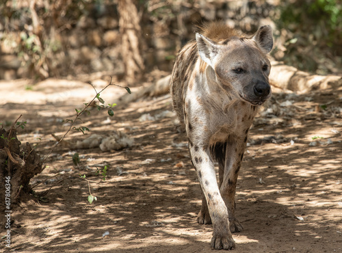 Fototapeta Hiena manchada en el Parque Nacional Bandia de Senegal
La hiena manchada o hiena moteada (Crocuta crocuta) es una especie de mamífero carnívoro de la familia Hyaenidae