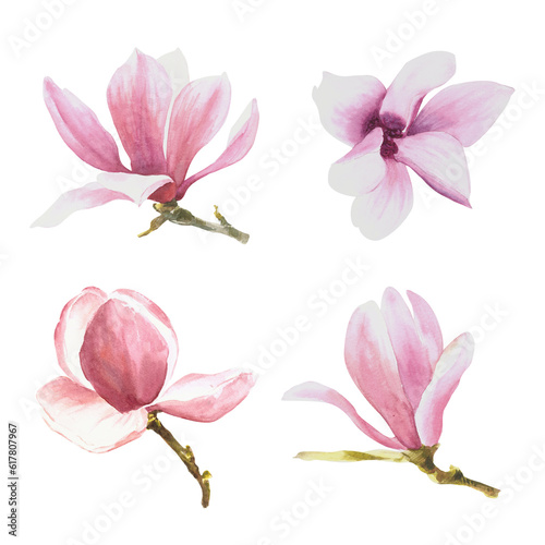 Magnolia flowers set, watercolor illustration. Hand drawn isolated 