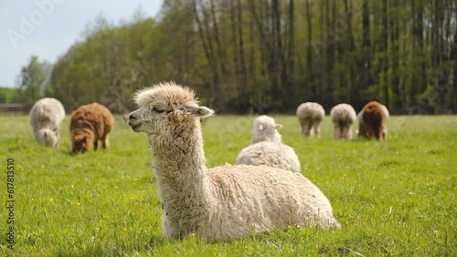 Alpacas graze in the spring meadow high in the mountains. photo