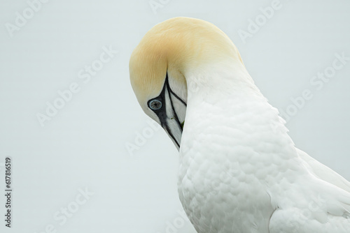 Northern Gannet