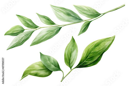 Watercolor Matcha Green tea elements leaves objects isolated on clear png background  various Japan matcha leaf plant  morning drinks  delicious beverages clipart set  with Generative Ai.