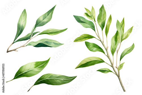 Watercolor Matcha Green tea elements leaves objects isolated on clear png background, various Japan matcha leaf plant, morning drinks, delicious beverages clipart set, with Generative Ai.