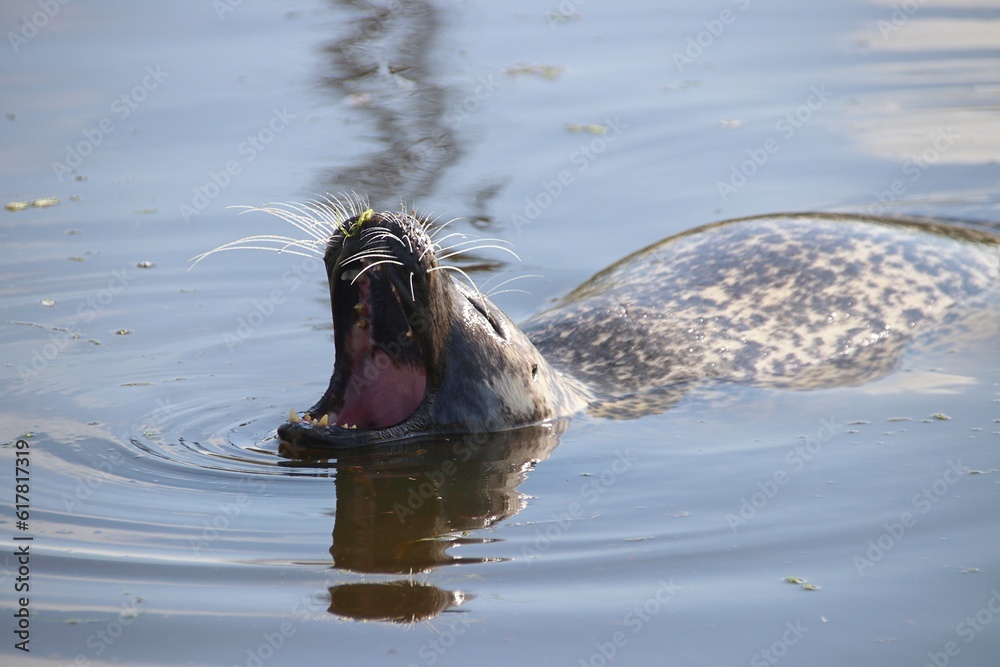 Fototapeta premium Ein Seehund mit offenem Maul