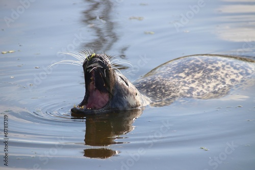 Ein Seehund mit offenem Maul