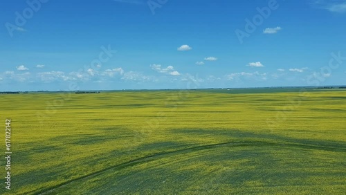 Drone Footage of priarie blue skie and yellow rapeseed canola fields below in spring.  photo