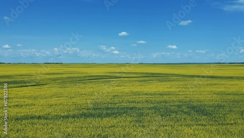 Drone Footage of priarie blue skie and yellow rapeseed canola fields below in spring.  photo