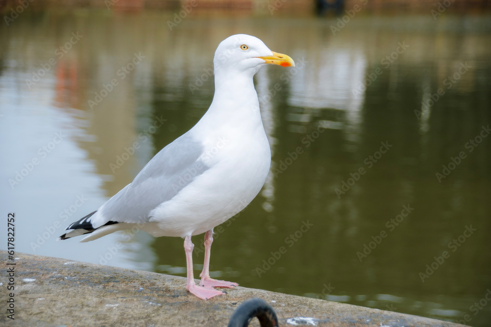 seagull on the water seagull on the water