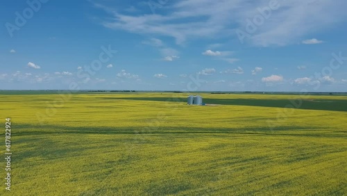 Drone Footage of priarie blue skie and yellow rapeseed canola fields below in spring.  photo