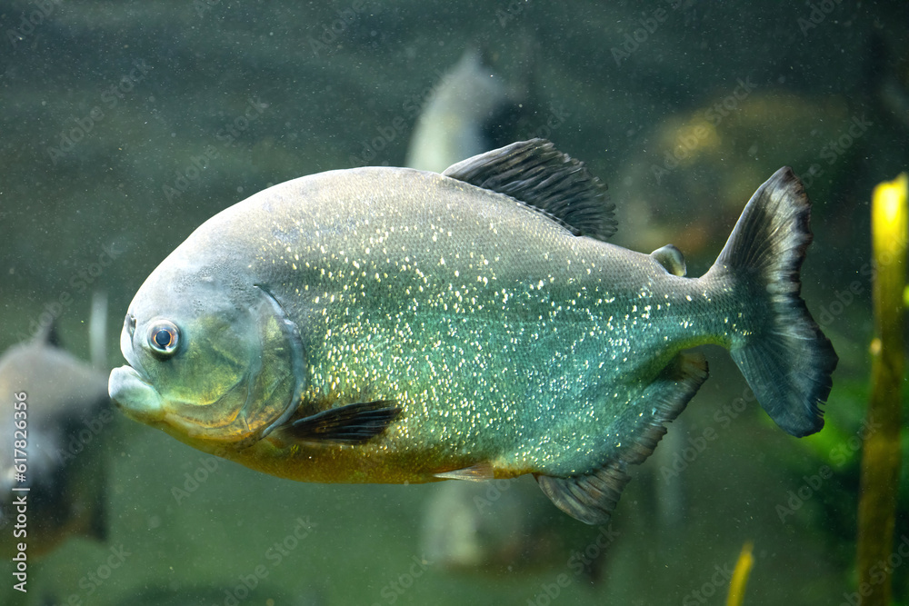 Side view of a piranha
