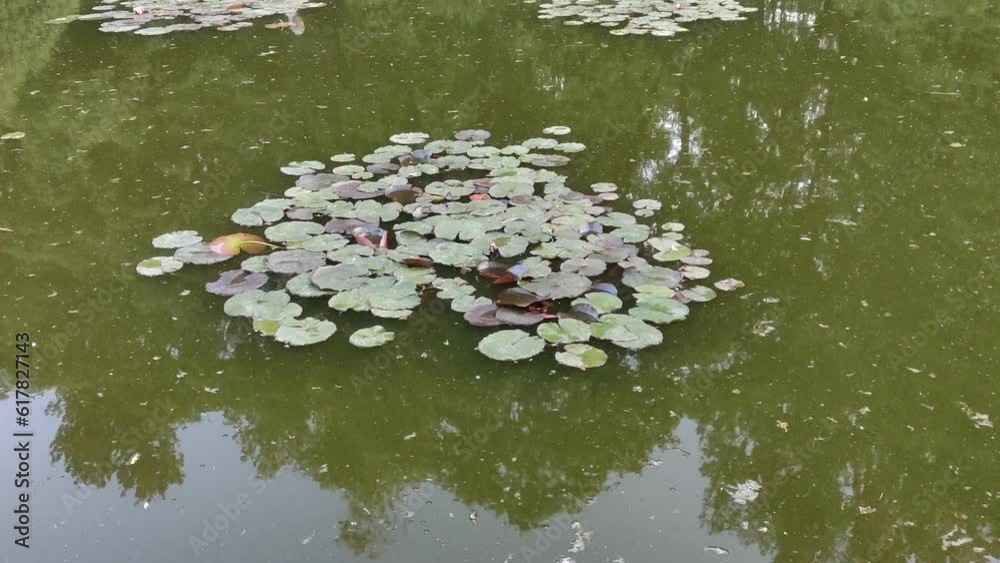 Water lilies in an old dirty pond Water lilies in an old dirty pond