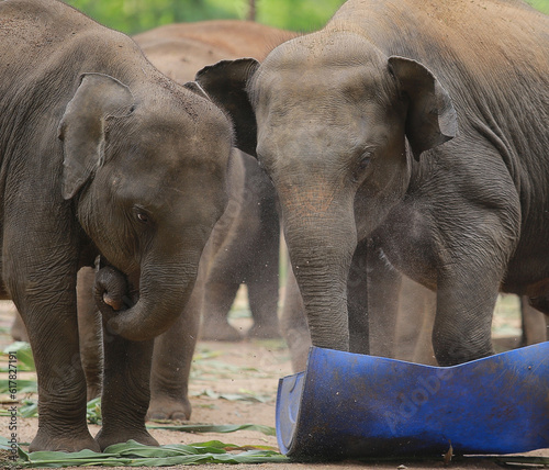 Canvas Print Eating and Playing elephants