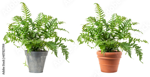 fresh green fern plant (polypodium vulgare) in a zinc and a classic terracotta pot isolated over transparency, cut-out greenery, garden / gardening or interior design element, PNG digital prop photo