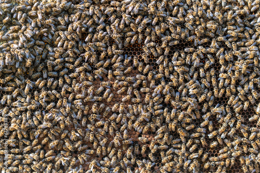 Colony of bees on honeycomb in apiary. Beekeeping in countryside. Wooden frame with honeycombs, closeup Colony of bees on honeycomb in apiary. Beekeeping in countryside. Wooden frame with honeycombs, closeup