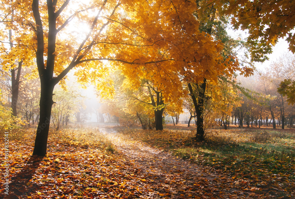 Naklejka premium amazing colorful autumn forest