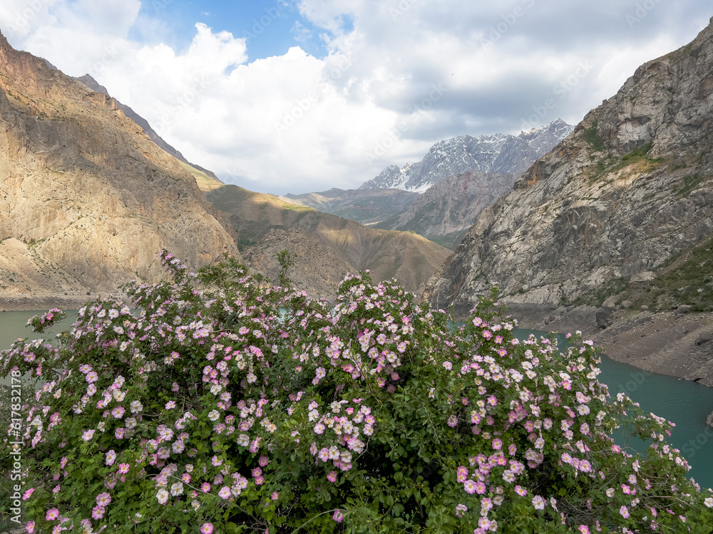 Shrub plant against the backdrop of mountains