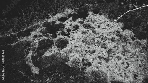 Aerial top view of summer black and white trees in the forest. Forest from a bird's eye view. Drone top down photo.