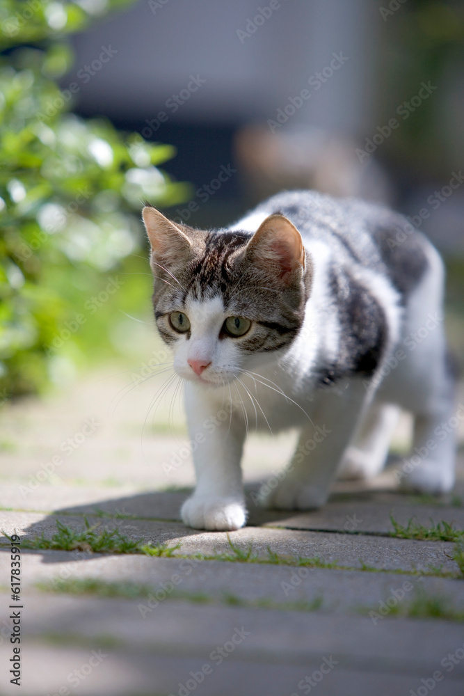 Creeping young kitten in the garden looking for prey 