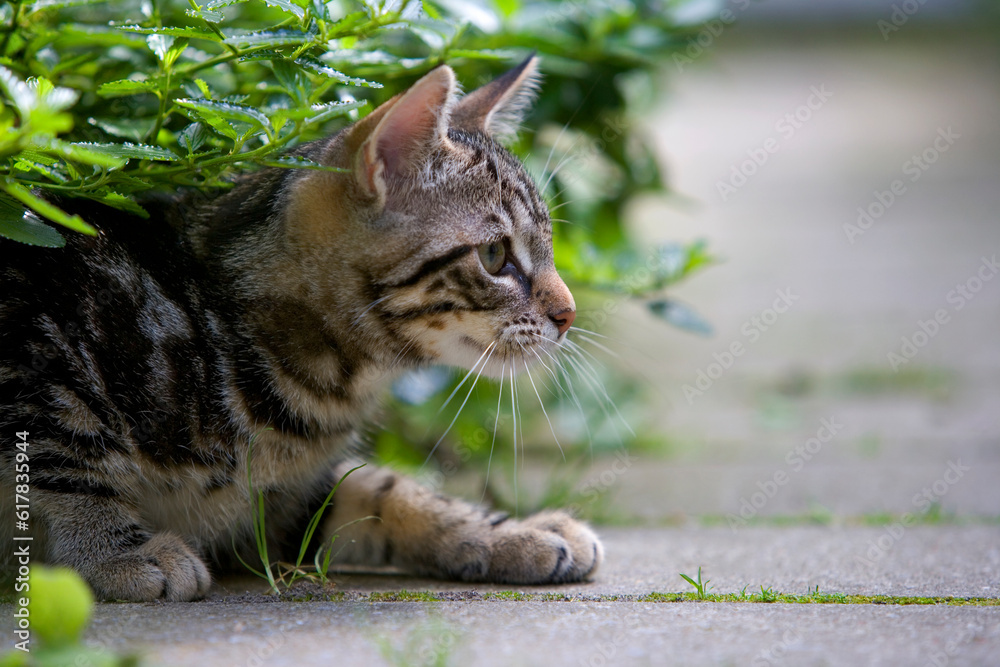 Obraz premium Creeping young tabby kitten in the garden close up