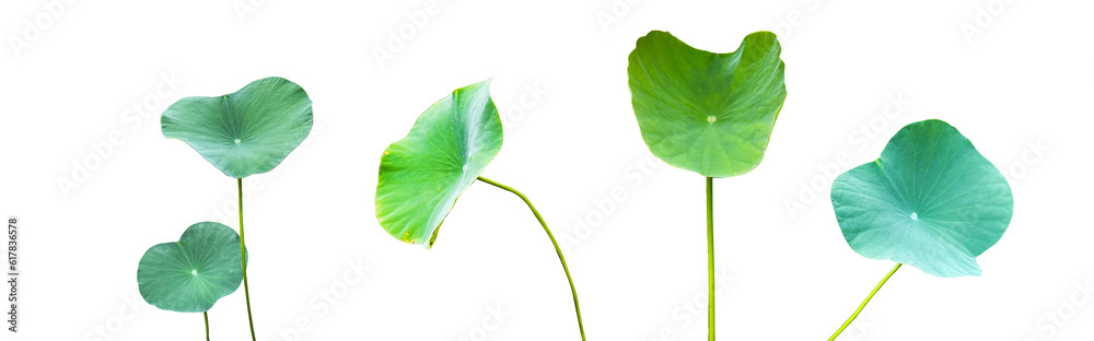 Fototapeta premium Isolated with clipping paths waterlily leaves on white background