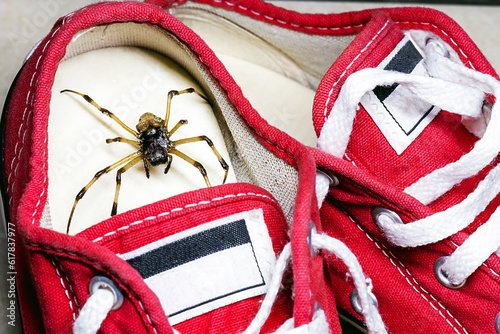 large spider hidden inside children's sneakers, venomous animal, concept of arachnophobia and pest control