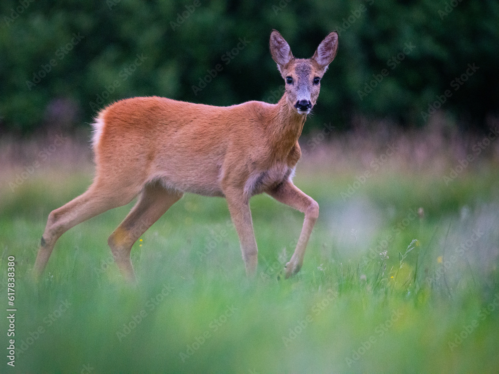 roe deer in the forest roe deer in the forest