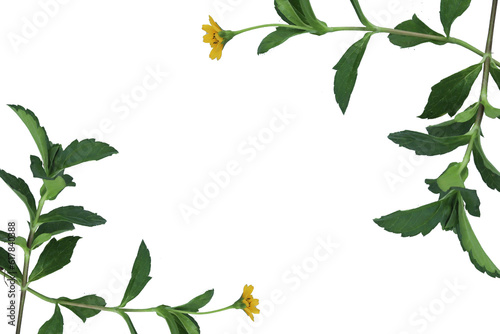 green plant frame isolated transparent background png