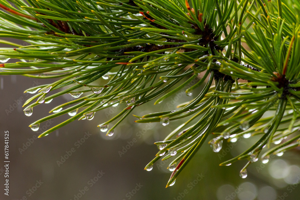 Drops of water on Pine needles Drops of water on Pine needles