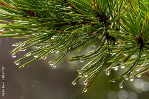 Drops of water on Pine needles