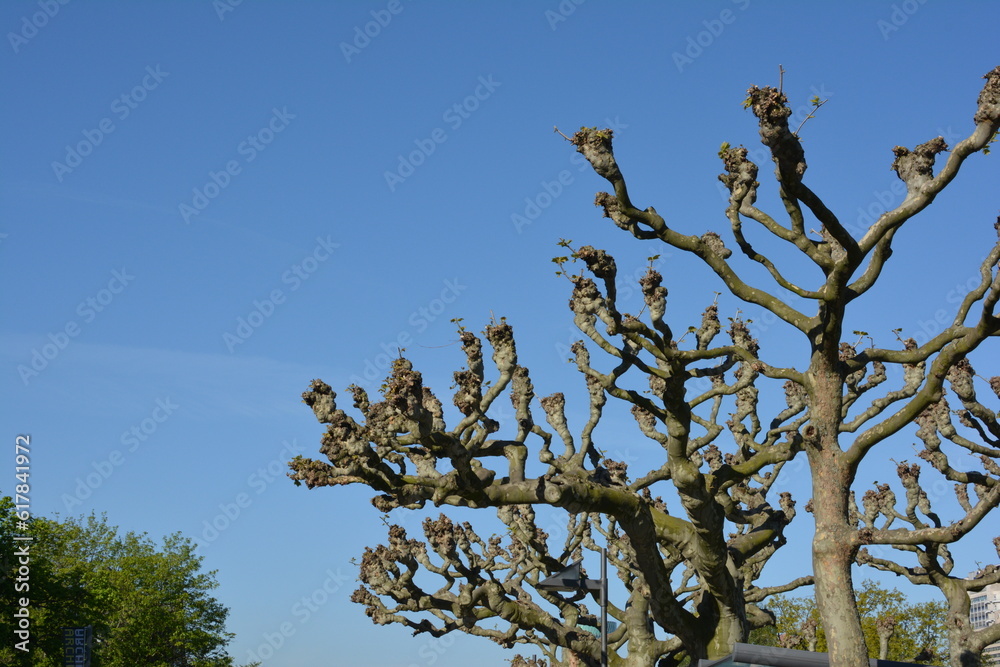 branches of sycamore trees at am Main river in Frankfurt, Germany branches of sycamore trees at am Main river in Frankfurt, Germany