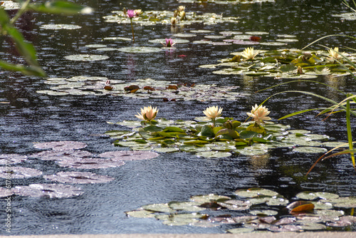 Pond at Denver Botanic Garden