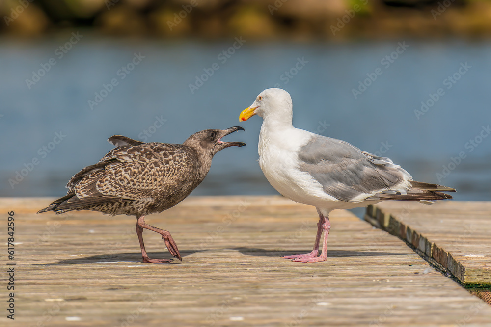 Fototapeta premium Seagull mother and child