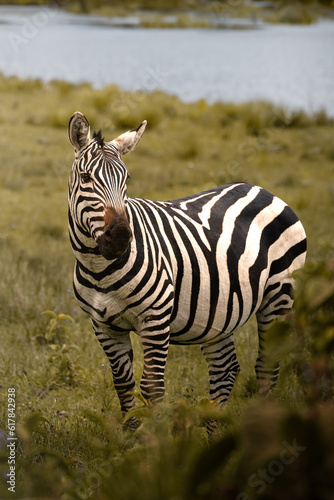 Portrait of a wild zebra in the savannah in the Serengeti National Park  Tanzania  Africa 