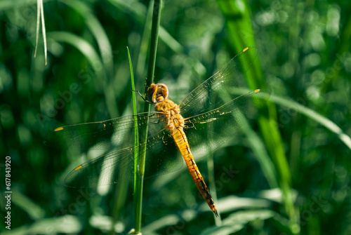 dragonfly on the grass © LA_27