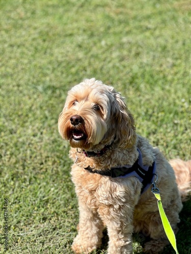 english cocker spaniel © Moonphase