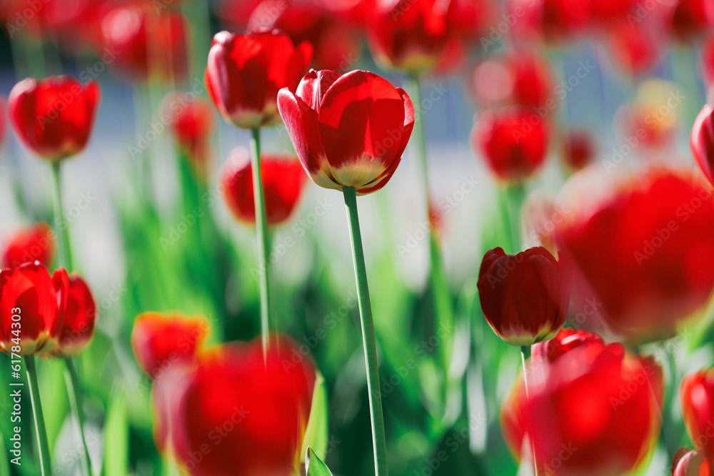 Fototapeta premium Beautiful red tulips flowerbed closeup. Flower background
