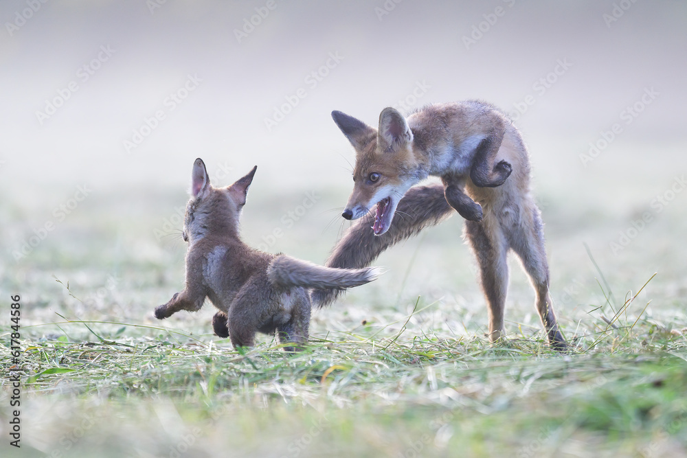 Fox cubs play in the meadow at sunrise.