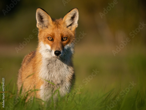 Fotografie red fox vulpes, portrait