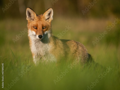 red fox in the grass