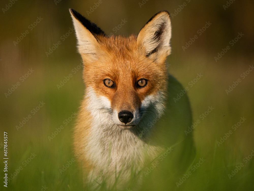 Obraz premium red fox vulpes vulpes, portait