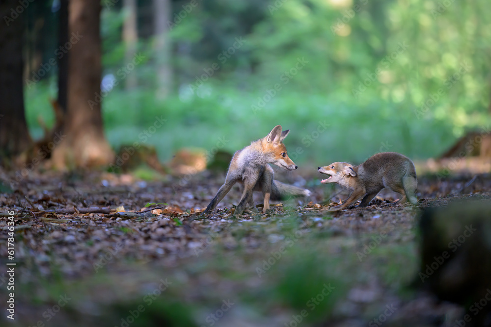Fototapeta premium Two little foxes are wrestling together in the forest.