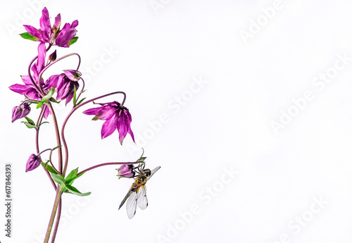 Beautiful dragonfly on purple aquilegia flower sisolated on white photo