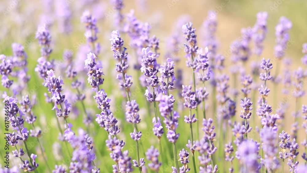 Lavender field, blooming lavender bush close-up. Purple lavender flowers with selective focus. Beautiful bright summer flowers. Aromatherapy. The concept of natural cosmetics and medicine Lavender field, blooming lavender bush close-up. Purple lavender flowers with selective focus. Beautiful bright summer flowers. Aromatherapy. The concept of natural cosmetics and medicine