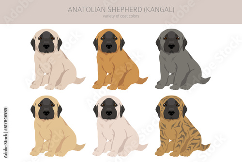 Anatolian shepherd puppies all colours clipart. Different coat colors and poses set