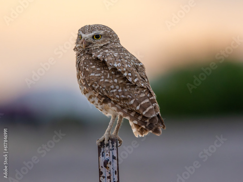 Burrowing Owl
Clark County
Nevada
June 2023 photo