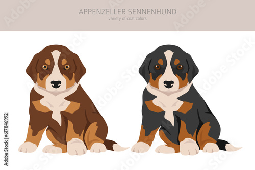 Appenzeller sennenhund puppy all colours clipart. Different coat colors and poses set © a7880ss