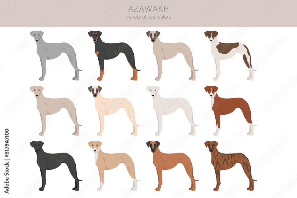 Azawakh all colours clipart. Different coat colors and poses set