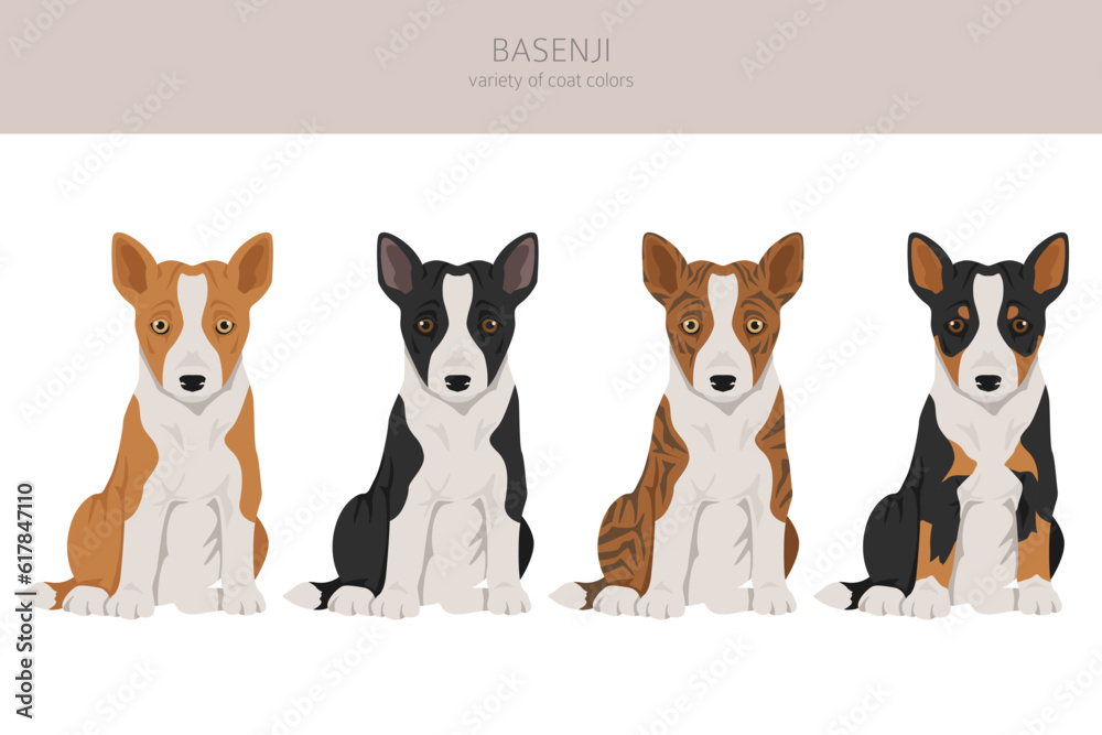 Basenji puppy all colours clipart. Different coat colors and poses set