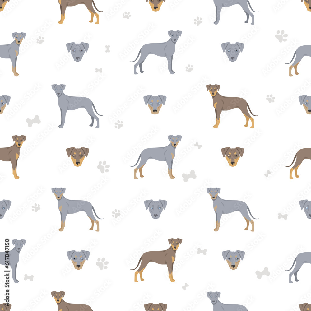 Blue Lacy seamless pattern. Different coat colors and poses set